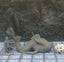 Monster Miniature Aboleth Dungeons and Dragons dice4dungeons Brite Carousel 3
