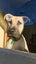 Cosmo Rescue Dog - CDRRNZ Carousel 2
