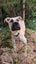 Cosmo Rescue Dog - CDRRNZ Carousel 1
