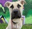 Cosmo Rescue Dog - CDRRNZ Carousel 3
