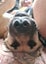 Cosmo Rescue Dog - CDRRNZ Carousel 4