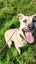 Cosmo Rescue Dog - CDRRNZ Carousel 5