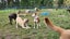 Cosmo Rescue Dog - CDRRNZ Carousel 7