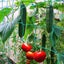 Plant Trellis Netting 5.9FT x 8.85FT Carousel 6