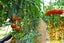 Plant Trellis Netting 5.9FT x 8.85FT Carousel 9