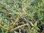 Coprosma Kirkii Goldstream Carousel 1