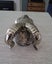 Brass ram head door knocker lge 2 available Carousel 5