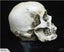 Skull Head Human Resin Skeleton 2013701 Carousel 5
