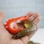 6PCS Simulation Shrimp Fake Food Model Shrimp Shooting Prop Photo Props Carousel 3