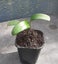 Loading Image 2 of 2