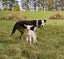 Wiltshire ewe lambs & ewes Carousel 17