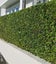 Ficus Tuffy hedging plants x 50 . plant _ Great price Great Plants Carousel 1