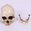 Skull Head Human Resin Skeleton Detached Jaw 2013703 Carousel 5