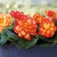 Begonia Non Stop Fire 25 seeds Carousel 1