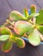 Money tree jade succulent 12cm plant Carousel 1
