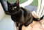 Lost - Black DSH Male Cat (Darcy) Carousel 1