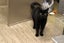 Lost - Black DSH Male Cat (Darcy) Carousel 3