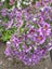 Schizanthus 'ANGEL WINGS MIX' seed x 30 ~ Borders, Beds, Containers, Cut Flowers Carousel 5