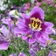 Schizanthus 'ANGEL WINGS MIX' seed x 30 ~ Borders, Beds, Containers, Cut Flowers Carousel 4