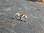 0.50 Ct Round Cut Moissanite Diamond 14K Yellow Gold Screw back Stud Earrings Carousel 7