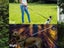 PTN New Dog Leash Sale Sale Sale Carousel 2