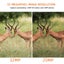 Wildlife Observing Trail Camera 32MP 1296P No Glow Night Vision Motion Activated Carousel 3