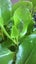 Griselinia Broadway Mint (10cm) Carousel 1
