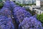 Potted Jacaranda Tree (Jacaranda mimosifolia) DOUBLE TRUNK Carousel 4