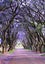 Potted Jacaranda Tree (Jacaranda mimosifolia) DOUBLE TRUNK Carousel 5