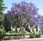 Potted Jacaranda Tree (Jacaranda mimosifolia) DOUBLE TRUNK Carousel 6