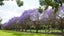 Potted Jacaranda Tree (Jacaranda mimosifolia) DOUBLE TRUNK Carousel 7