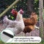 NEW Plastic Wire Netting Sale Sale 40cm x 300cm Carousel 3