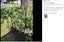 Brand New Garden Tomato Tower Plant Support Cage Frame Trellis *Clearance* Carousel 6