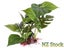 PTN NEW Aquarium Fish Tank Plants Sale Sale Carousel 6