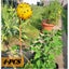 Brand New Rubbish bin Fly Catcher Garden Fruit Insects Bug Traps*Hot SALE Carousel 13