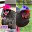 Poultry Cute Chicken Hens Hats 3Pcs *Local Buy* Carousel 13