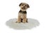 Pet Heating Pad 40cm Carousel 10