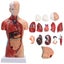 28cm Human Torso Body Model Anatomy Medical Internal Organs Teaching Learning Carousel 1
