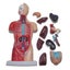28cm Human Torso Body Model Anatomy Medical Internal Organs Teaching Learning Carousel 2