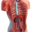 28cm Human Torso Body Model Anatomy Medical Internal Organs Teaching Learning Carousel 3