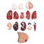 28cm Human Torso Body Model Anatomy Medical Internal Organs Teaching Learning Carousel 4