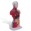 28cm Human Torso Body Model Anatomy Medical Internal Organs Teaching Learning Carousel 5