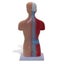 28cm Human Torso Body Model Anatomy Medical Internal Organs Teaching Learning Carousel 7