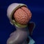 28cm Human Torso Body Model Anatomy Medical Internal Organs Teaching Learning Carousel 8