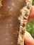 Plume Agate slab Stunning high quality from canterbury Carousel 5