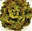 Lettuce Canasta : Tender, Sweet/Juicy, Crisp heart, Grow all year, 75 + seeds Carousel 2