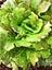 Lettuce Canasta : Tender, Sweet/Juicy, Crisp heart, Grow all year, 75 + seeds Carousel 3