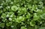 Miners Lettuce : Succulent, pretty, nutritious, crispy, tasty, Yr long, 200seeds Carousel 1