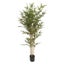 Rembrandt Bamboo Tree (IV3008) Carousel 1