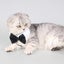 Pet Bow Tie Collar Adjustable Dog Cat Bow Tie Pet Formal Tuxedo For Small Dogs Carousel 3